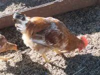 Chickens — الصورة 1