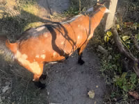 母山羊, Alpine goat — 照片 3