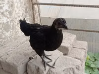 آيام سيماني — الصورة 3