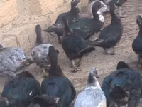Ducks — Foto 3