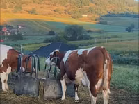 Býk, Skot — foto 2