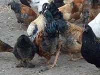 Chickens — photo 1