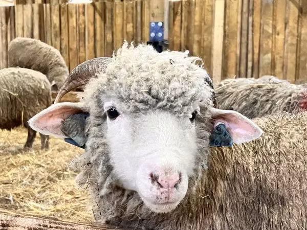 Brebis, Romanov sheep