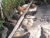 Chickens — foto 2