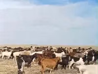 Koza, Kozy — foto 2
