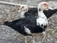 Ducks — foto 6