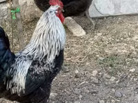 Chickens — ფოტო 5