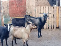 Kozel, Kozy — foto 2