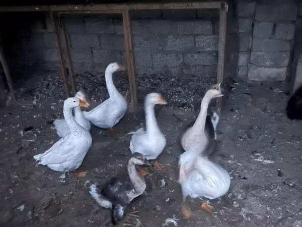 Geese