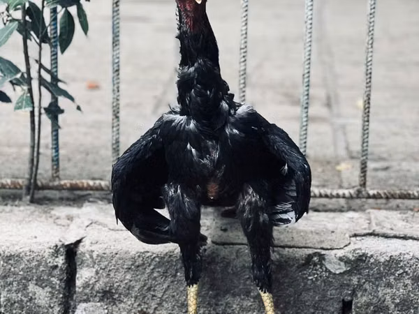 Guinea fowl