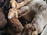 ஆண் வெள்ளாடு, Boer goat — புகைப்படம் 1