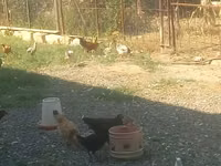 Chickens — photo 3