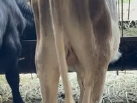 Touro, Raça Alatau — foto 2