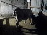 பசு, மாடுகள் — புகைப்படம் 2