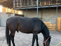 Cheval, Karachay horse — photo 2