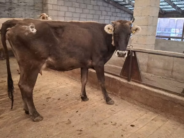 Vaca, Bovinos