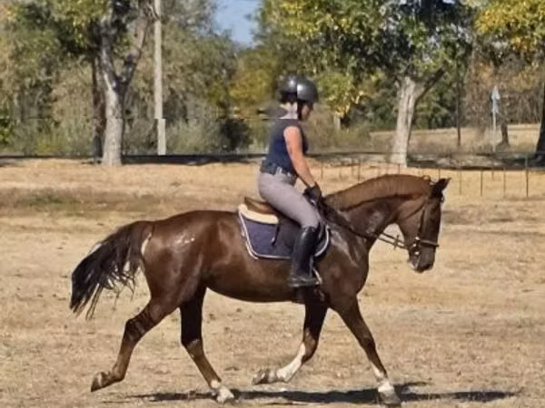 Kobyła, Hungarian horse breed