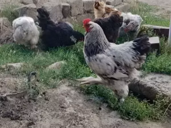 Брама