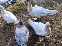 Ducks — Foto 3