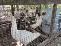 Ducks — foto 3
