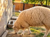 ცხვარი, British  Milksheep — ფოტო 2