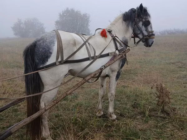 公马, Horses