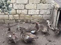 Geese — 照片 4