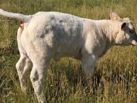 Byk, Charolais cattle — zdjęcie 7