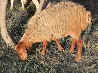 Owce (partia, płeć nieokreślona), Owce — zdjęcie 7