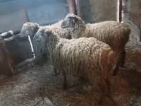 Ram, Sheep — photo 5