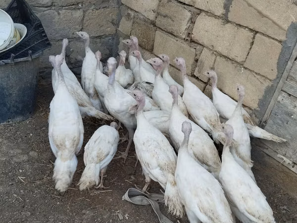 Turkeys