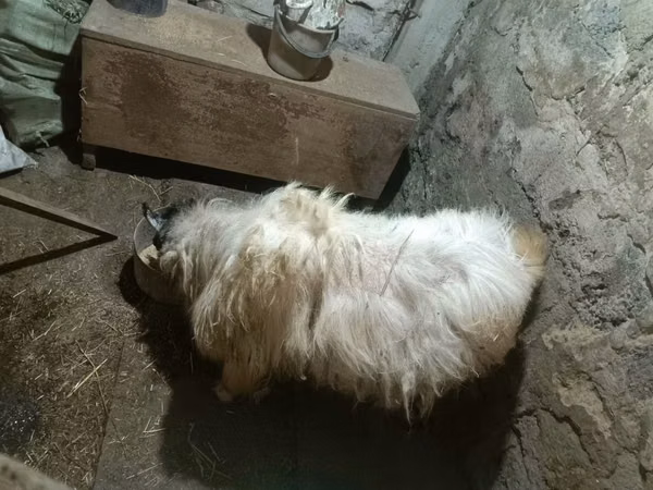 Kozel, Kozy