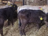 Boğa, Simmental cattle — foto 5