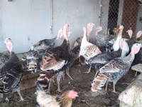 Turkeys — Foto 1