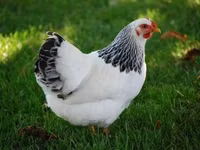 Adler Silver — foto 2