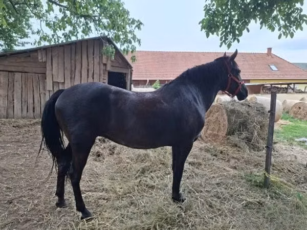 母马, Hungarian horse breed