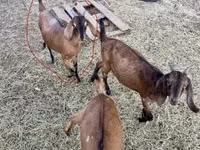 Keçi, Nubian Goat — foto 1