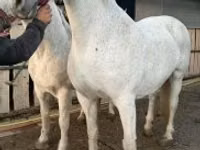 雌馬, Lipizzaner — 写真 7