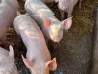 Sow, Pigs — photo 1
