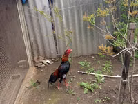 Chickens — zdjęcie 1