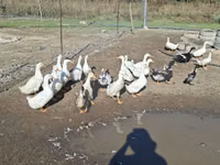 Ducks — Foto 2