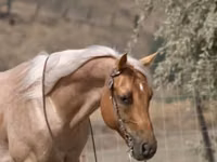 Cheval, Quarter Horse — photo 8