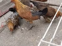 Chickens — zdjęcie 7