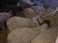 羊（ロット、性別未指定）, Suffolk sheep — 写真 2