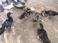 Ducks — foto 1