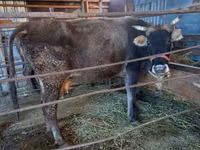 Vaca, Russian Black pied cattle — foto 1