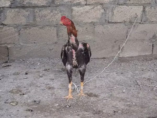 Kůň, Koně