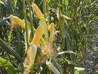 Silos sotiladi — 20 kg 15 000 so‘m, Xatirchi — الصورة 3
