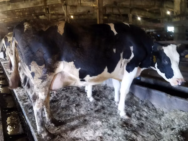 Krava, Russian Black pied cattle