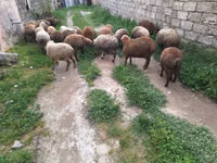 Brebis, Moutons — photo 1